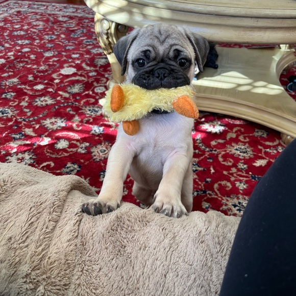 Thank you for shopping with me! Offers welcome! - Picture 13 of 16